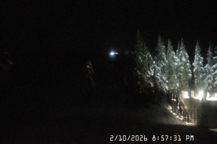 Live Feed: Pucci Camera