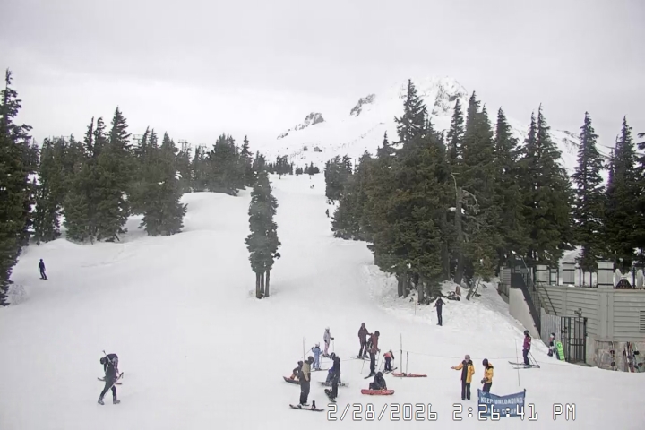 Live Feed: Pucci Camera