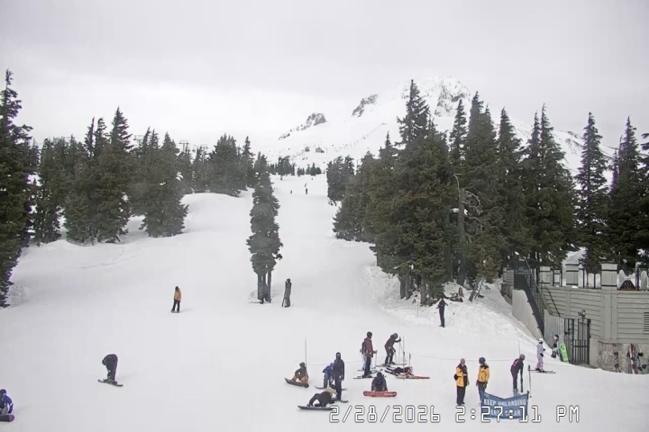 Live Feed: Pucci Camera