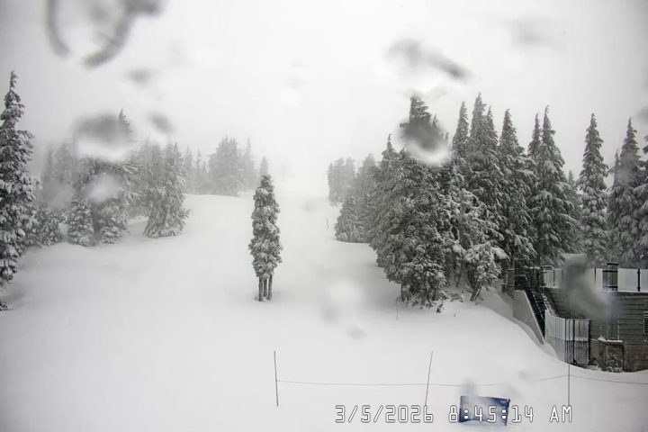 Live Feed: Pucci Camera