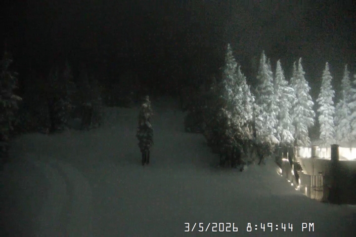 Live Feed: Pucci Camera