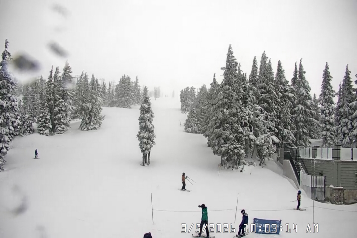 Live Feed: Pucci Camera