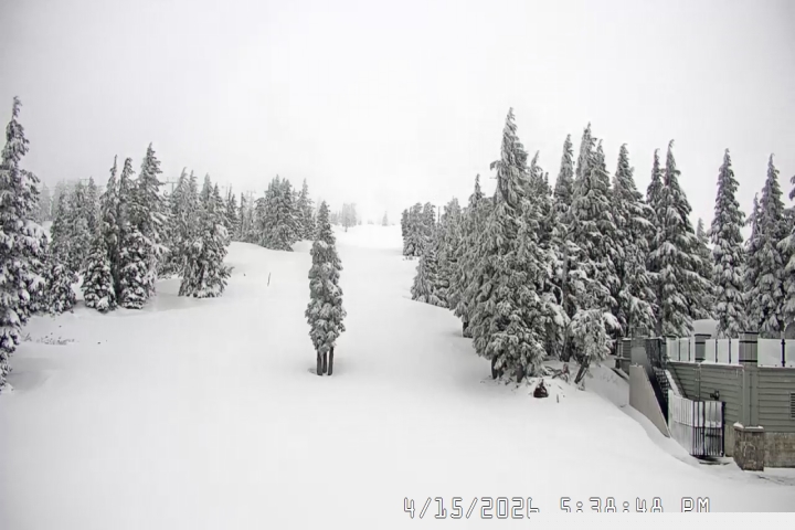 Live Feed: Pucci Camera