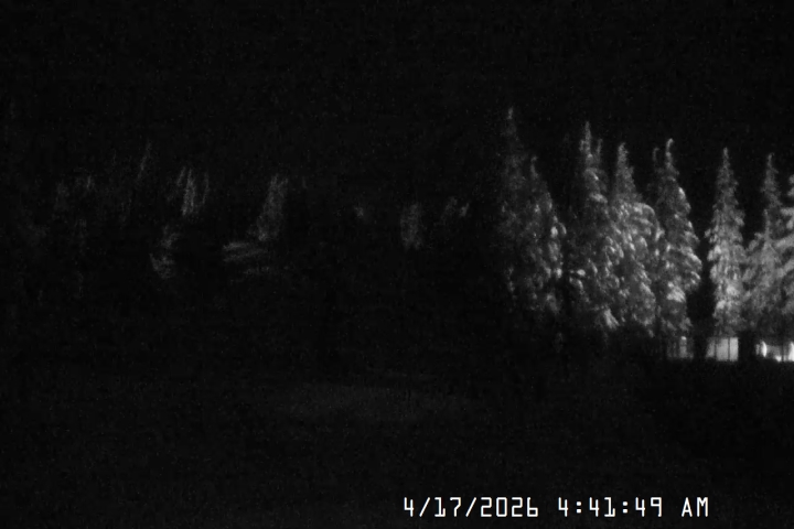 Live Feed: Pucci Camera