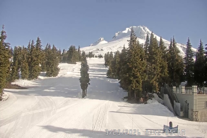 Live Feed: Pucci Camera