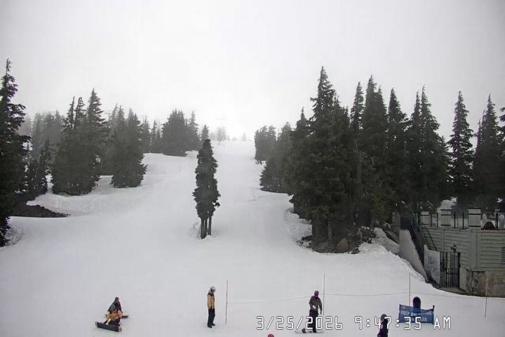 Live Feed: Pucci Camera