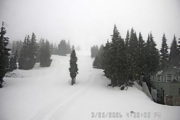 Live Feed: Pucci Camera