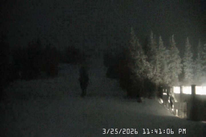 Live Feed: Pucci Camera