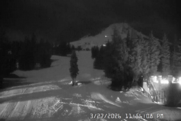 Live Feed: Pucci Camera