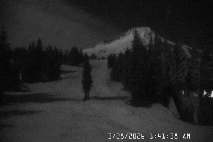 Live Feed: Pucci Camera