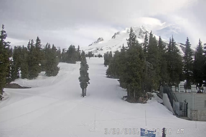 Live Feed: Pucci Camera