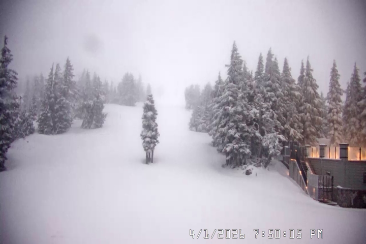 Live Feed: Pucci Camera