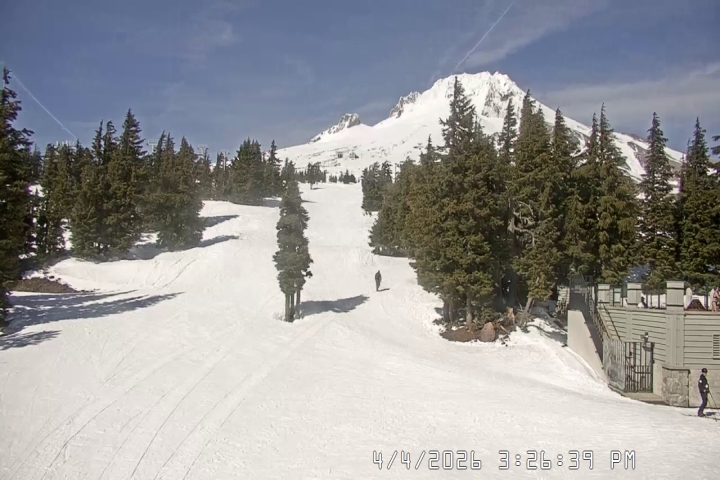 Live Feed: Pucci Camera