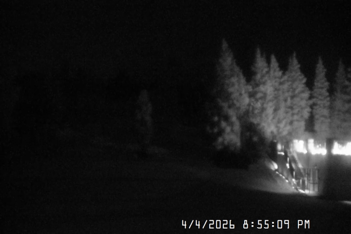 Live Feed: Pucci Camera