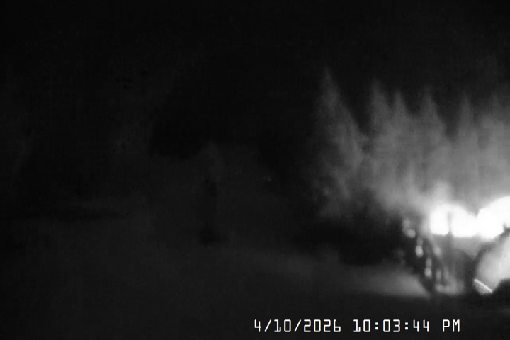 Live Feed: Pucci Camera