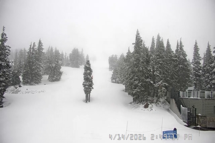 Live Feed: Pucci Camera