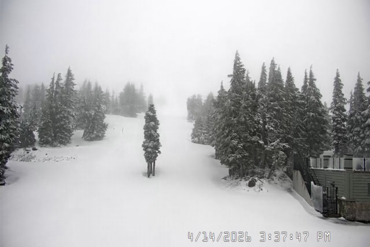 Live Feed: Pucci Camera