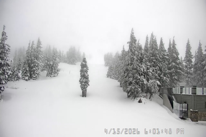 Live Feed: Pucci Camera