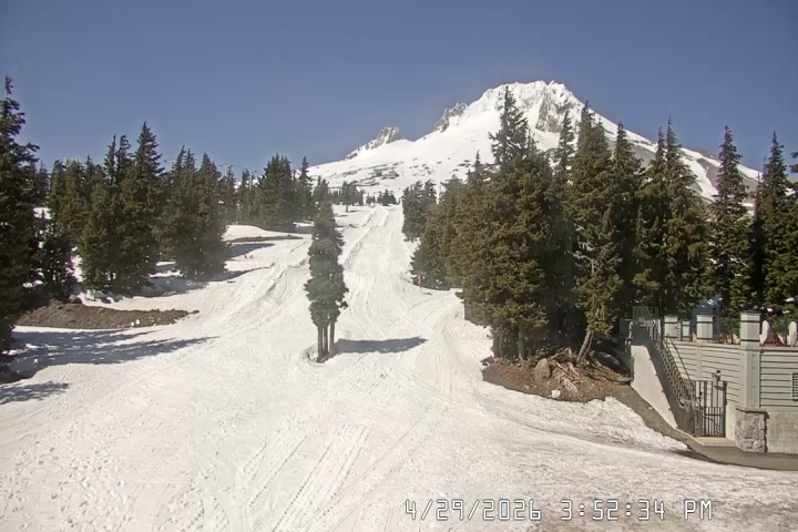 Live Feed: Pucci Camera