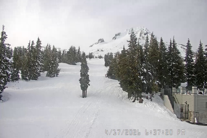 Live Feed: Pucci Camera