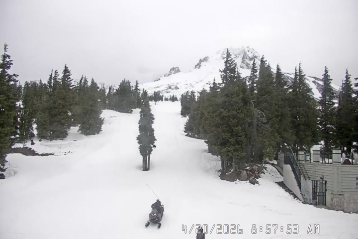 Live Feed: Pucci Camera