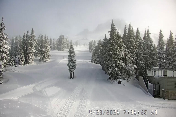 Live Feed: Pucci Camera