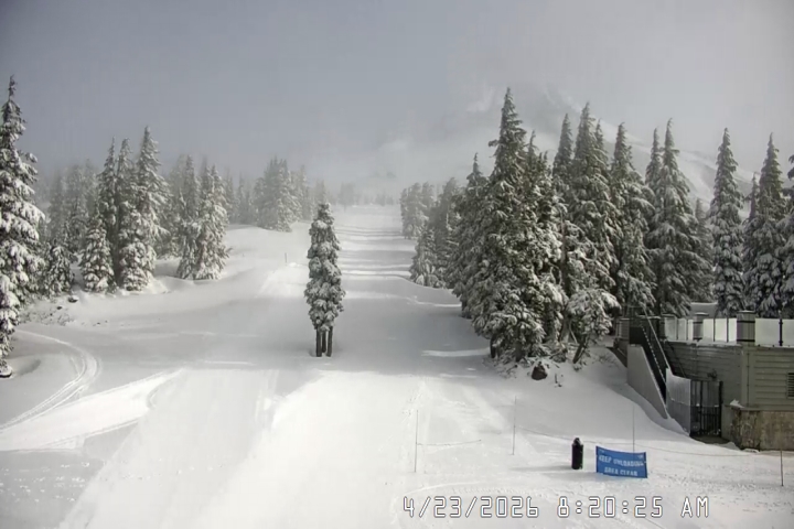 Live Feed: Pucci Camera