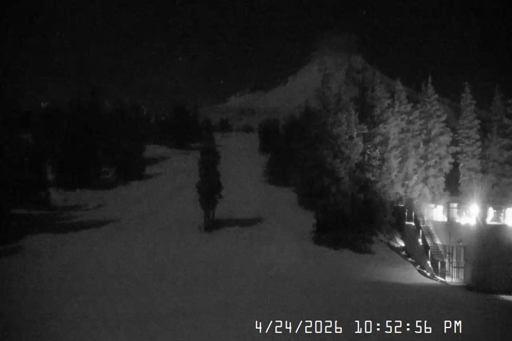 Live Feed: Pucci Camera