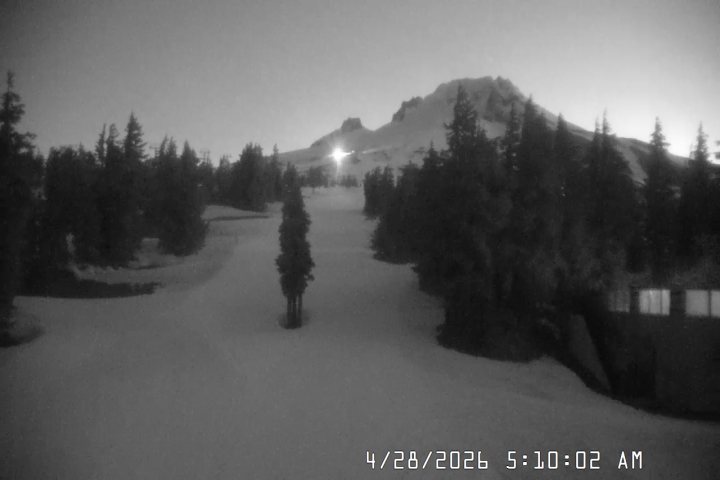 Live Feed: Pucci Camera