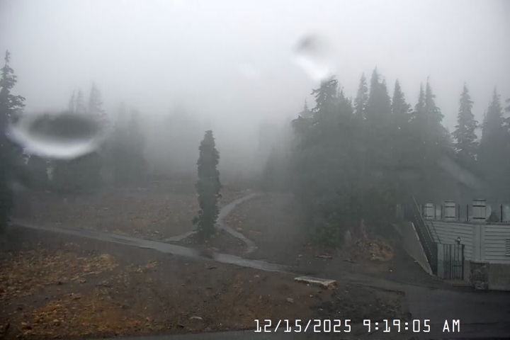 Live Feed: Pucci Camera